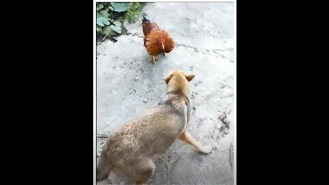 Dog and Aggressive Chicken Fight