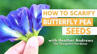 How to Scarify Your Butterfly Pea Seeds with Heather Andrews