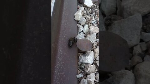 TWO DUNG BEETLES TRAVELING BY RAILROAD (07/01/23)