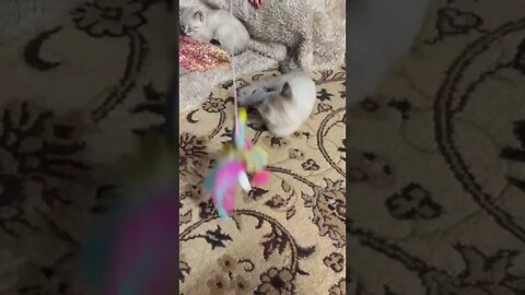 Cuteness Overload! 9 Week Old Kitten Playing with New Toy! 🦩😻#Shorts #Kitten #Cats #CutePets #Pets