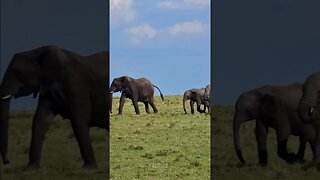 Elephants On The Move! #Wildlife | #ShortsAfrica