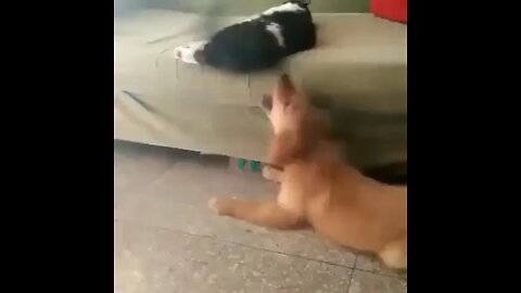 #Cat and dog fight