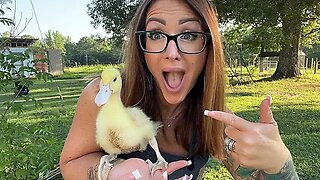 Raising Birds For Sustainable Meat!