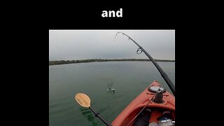 Rainbow trout on a roostertail