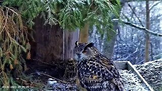 Peeking at The Eagle Owl Eggs 🥚🥚🥚 03/31/23 19:34
