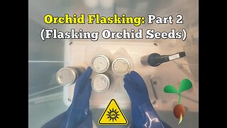 Orchid Flasking (P2) - Flasking Orchid Seeds