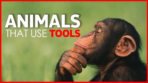 ANIMALS THAT USE TOOLS | ELEPHANTES | AMERICAN ALLIGATORS