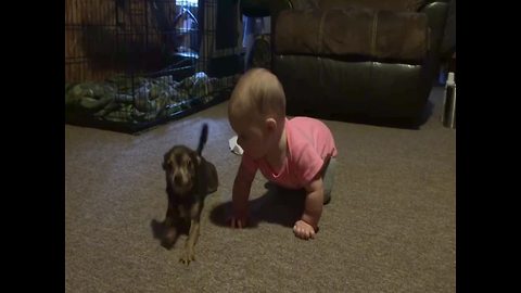 Dog Teaches Baby Girl How to Crawl – SO CUTE