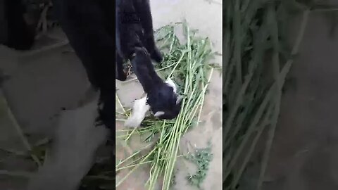 the Angry Mood little Goat During eating grass #Nature#Goat #little #angry#entertainment