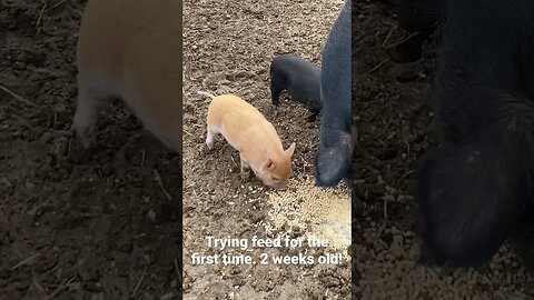 Piglets are trying feed for the first time! #kunekune #farmlife #pigs #cute