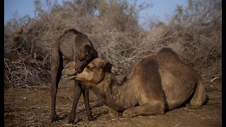 In Saudi Camel Beauty Contests, Botox Is Off-Limits