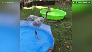 Filhote de flamingo se diverte em sua piscina