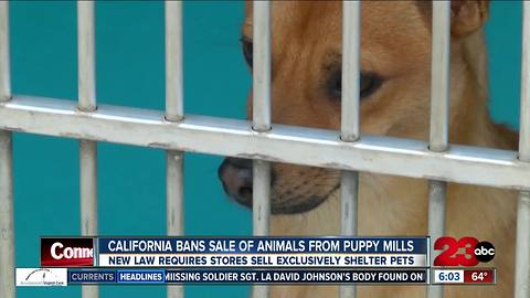 Governor Jerry Brown makes California first state to ban puppy mill sales at pet stores