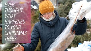 Recycling Russia's evergreens