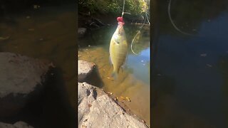 First fish of the day! Bluegill! #fishing #nature #outdoors