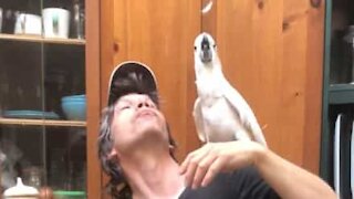 Cockatoo plays fun game with owner