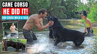 Cane Corso NEW Swim Hole! Dog Squad Walk & Talk