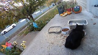 Thursday Night Wildlife And Feral Cat Camera! 🦊