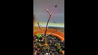 fig bonsai