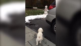 "Little Dog Is Scared Of Snowman"