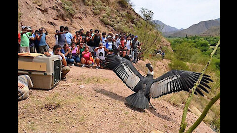 LIBERACIÓN DE CÓNDORES ANDINOS - MENDOZA 2021