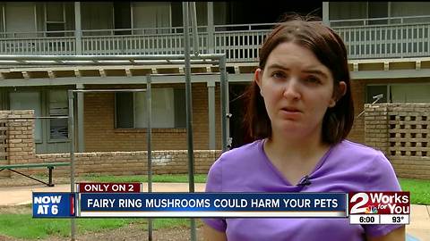 Fairy ring mushrooms could harm your pets