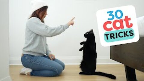 30 Tricks To Teach Your Cat To Improve Relationship