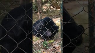 Moon Bear 🐻 Sanctuary Luang Prabang Laos 🇱🇦 #moonbear #laos #bear #luangprabang #animals