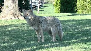 Spotting a Wiley Coyote in the Suburbs