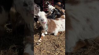 Goat Babies About To Arrive! #farmlife #nigeriandwarf #babygoats #homestead