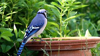 Blue Jay Drinking Water in Slow Motion