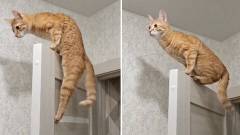 Cat Shows Off Spider-man Skills While Climbing Closet Door
