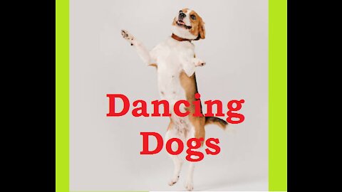 Dog Dancing || Funniest Animals || Cute Pets || @funnyanimalsstv