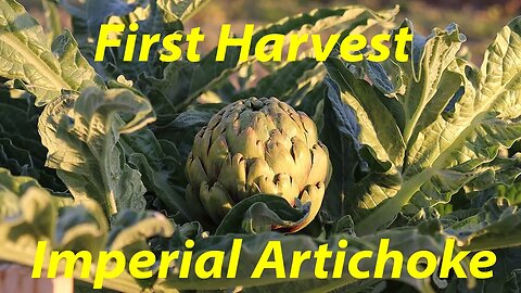 First Harvest | Building Turkey and Duck Enclosures
