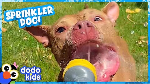 Cute Dog’s Mission Is To Jump On Every Water Sprinkler! | Dodo Kids