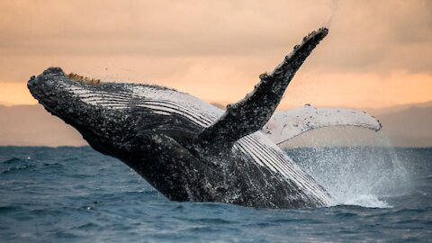 2021 WHALES - Calls from below- PEACEFUL GIANTS - Relaxing Sounds, Music from the Ocean