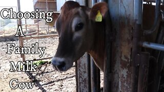 Choosing a Family Milk Cow!!!/Jersey Cows/ Dairy Farm/ Homeschool Trip/ Day in The Life