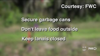 Safety tips after increase in coyotes sightings