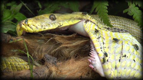 Chicken Vs Big Python Snake