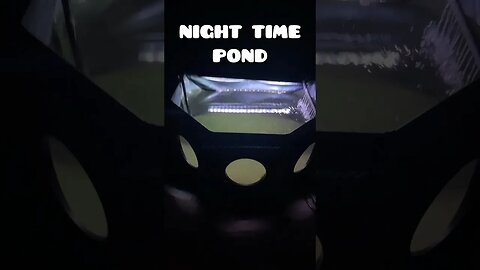 NIGHT TIME IN THE GROW OUT POND #fancygoldfish #goldfish #ranchu #aquariumlife #pondfish
