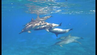 Shark Week at Electric Beach, Oahu!