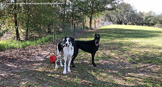 Great Dane and Puppy Love Playing and Running With Dog Friends