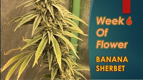 Week 6 flower of Banana Sherbet