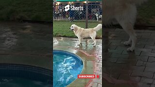 ❣️❣️❣️ #goldenretriever #ytshorts #shorts