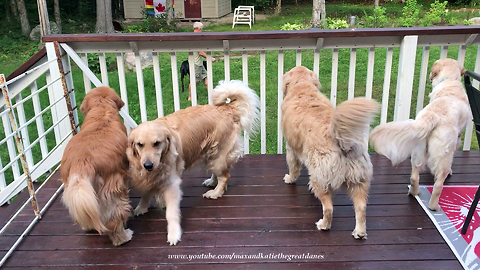 Great Dane enjoys vacation visit with four Golden Retrievers