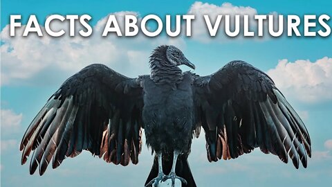 FUN FACTS ABOUT VULTURES | WILDLIFE | BIRDS | CARNIVOROUS | VULTURES EAT CARRION