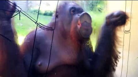 This orangutan cleans the enclosure glass like a pro