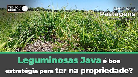 Leguminosas Java, é boa estratégia para ter na propriedade? Foco nas Pastagens responde!