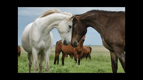 Beautiful Amazing Horses Compilation Video