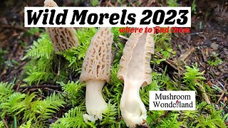 Wild Morel Mushrooms in the Northwest- Wild woodland morels in spring 2023
